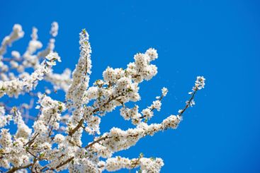 White cherry blossoms, tree and sky for growth,...