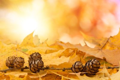 pine cones background with boked