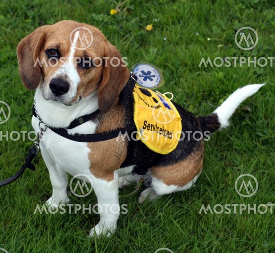 Service (Assistance) Dog