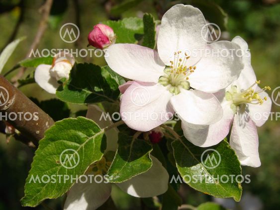 apple tree blossom