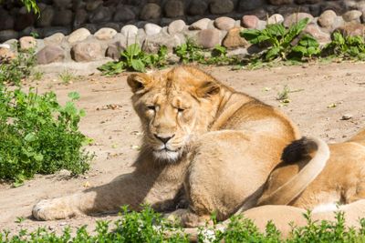lion pride rests after hunting