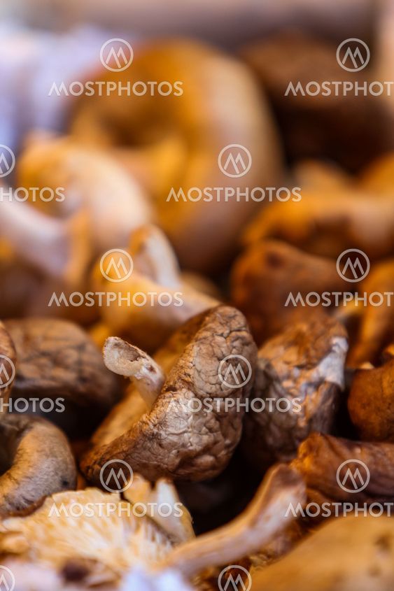Shiitake