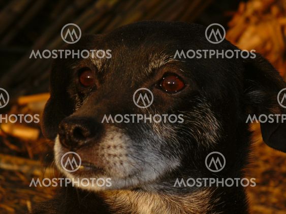 Black Shiny Dog