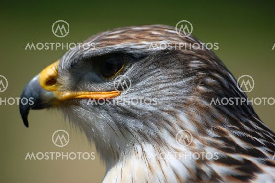 Hawk