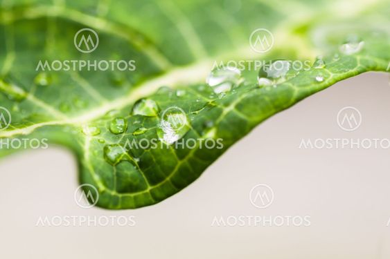 Closeup of water droplets on the tip of green leaf