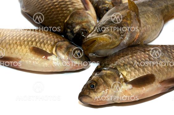Raw fish isolated on white background