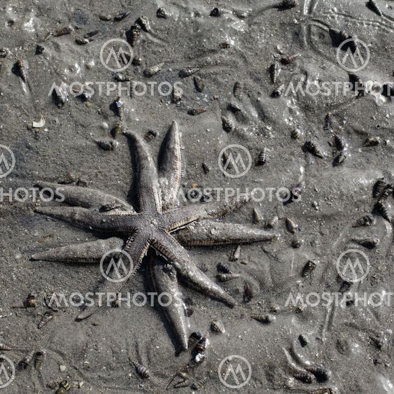 Two Starfishes
