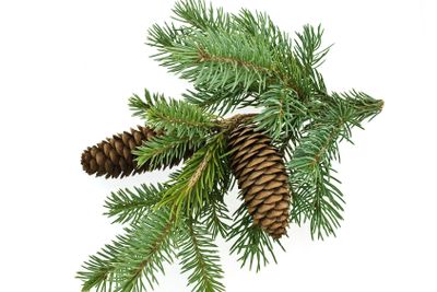 Fir tree branch with cones