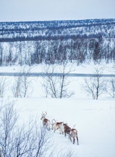 Reindeer. Norway, Scandinavia