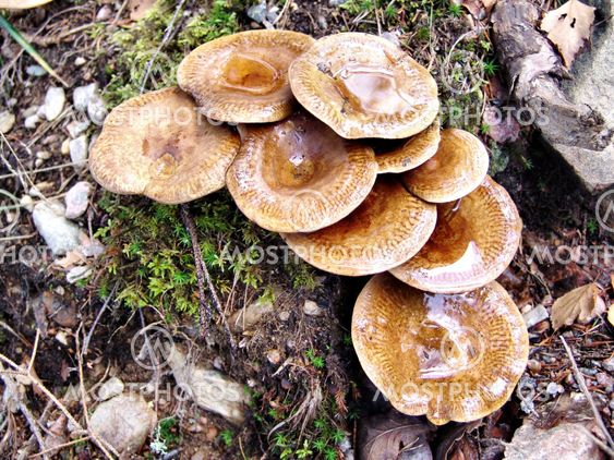 mushroom