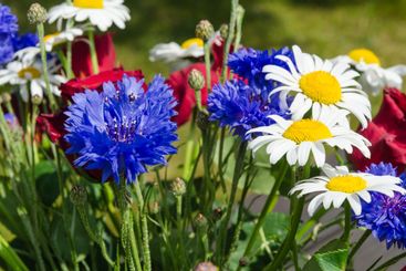 Blåklint i en bukett sommarblommor