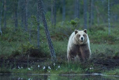 Björn i nattmörkret
