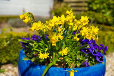 Spring flowers in blue pot