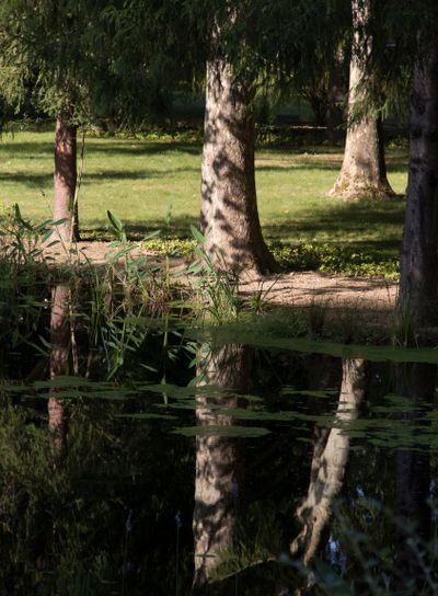 plant, flower, bloom, blossom, flowering, white, seed,...