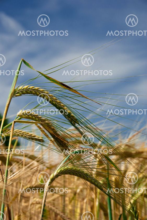 Wheat Ripening in the Sun