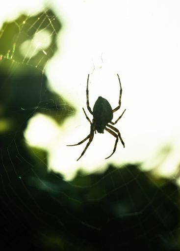 European garden spider Araneus diadematus in a web.