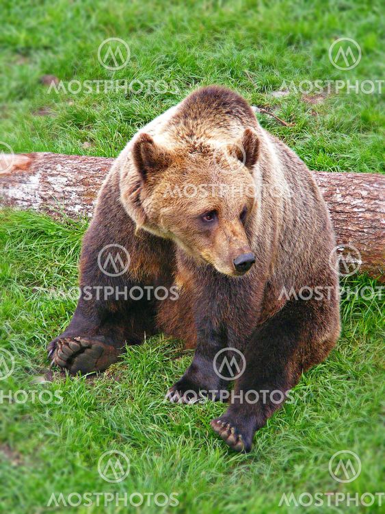 Bearly awake