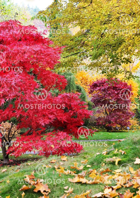 Trees in a japanese garden