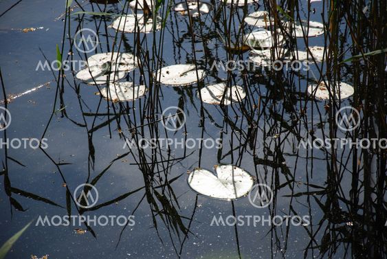 Water Lily leaves