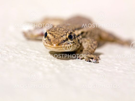 Common Lizard (Juvenile)
