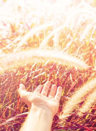 Hand touch nature Morning light through gentle grass
