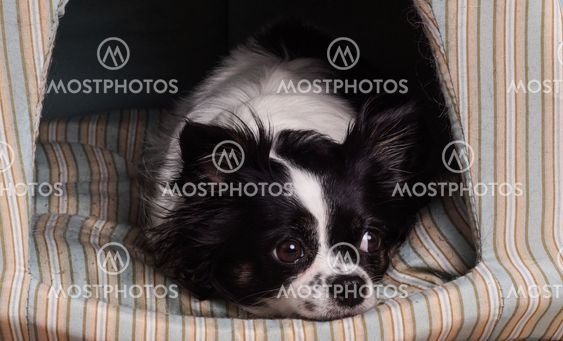 accessories dog Black and White chihuahua