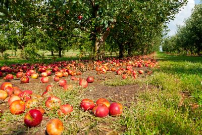 Apples on the ground 