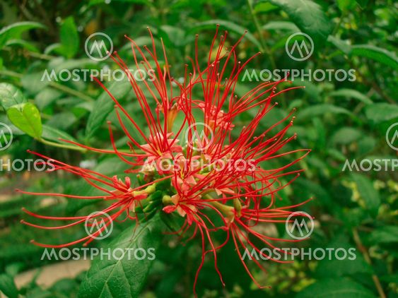 Flowers of Thailand. Red.