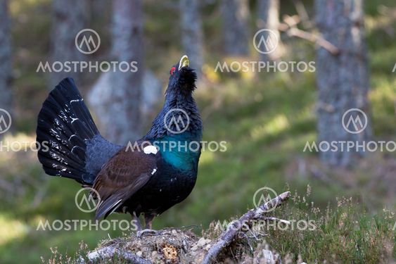 Capercaillie adult male displaying in Scottish highlands