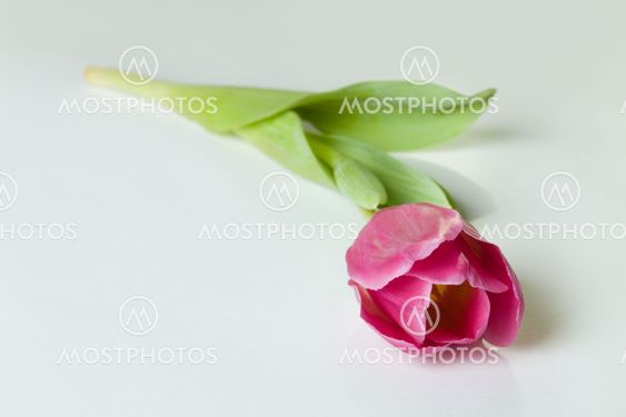 Spring tulip