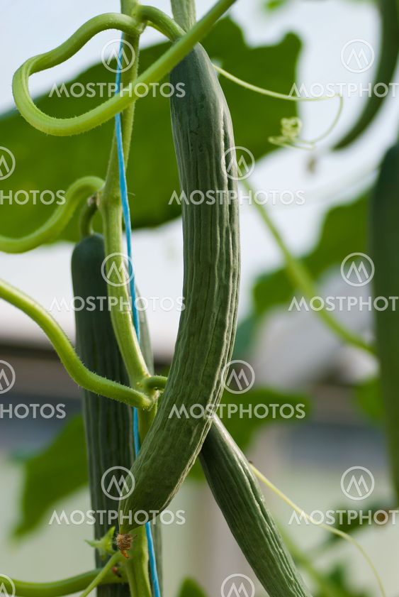 Cucumber