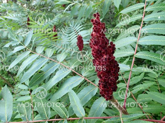 Wild Staghorn Sumac Bloom