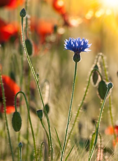 Cornflower