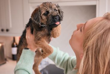 Female Owner Holding And Cuddling Border Terrier Puppy...