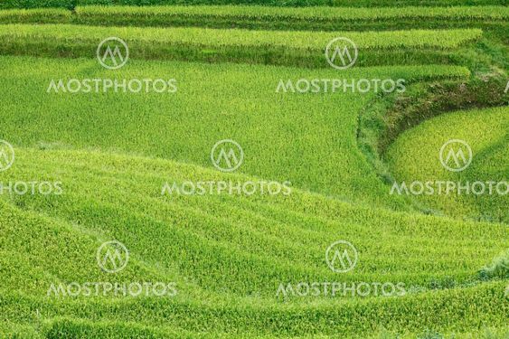Rice fields in Sapa, Vietnam.