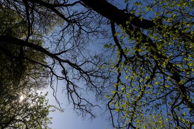 deciduous trees in a mixed forest in the spring season