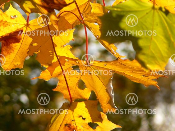 Autumn colors