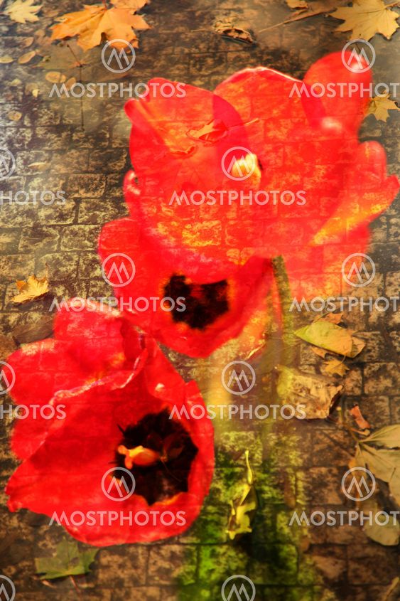 Double exposure of floral objects