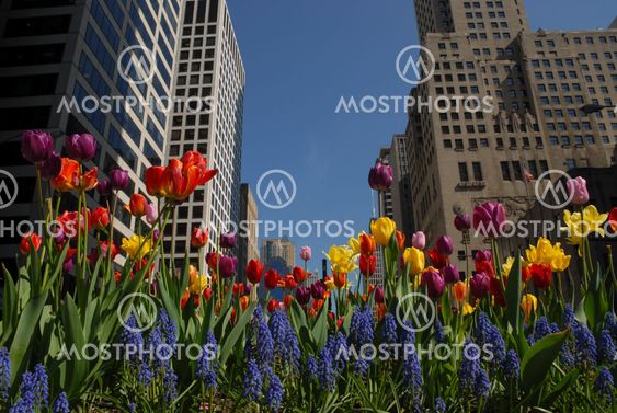 Downtown with flowers
