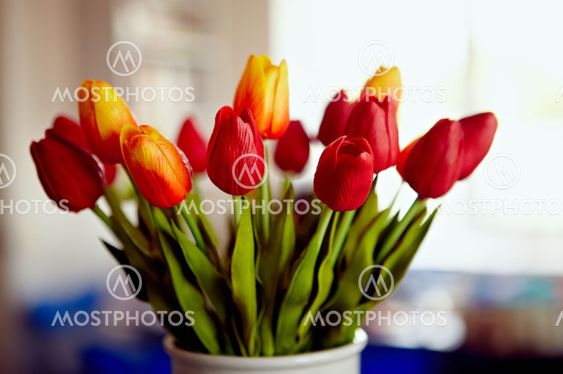Bouquet of tulips