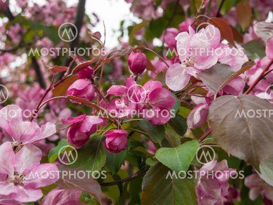 Blooming apple tree in the park