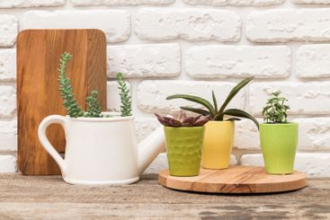 Decorative indoor plants in vibrant pots with rustic...