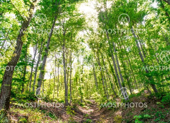 Sun light between the trees