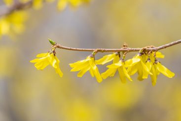 Forsythia. Blooming forsythia bush. Yellow flower on a...