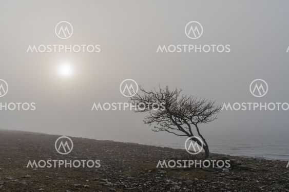 Lone tree silhouette by the coast