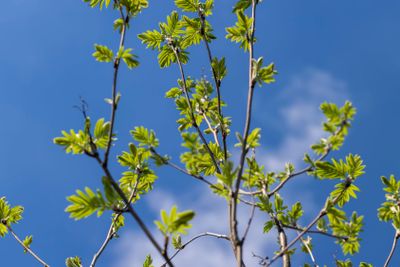 mountain ash tree branches in the spring season