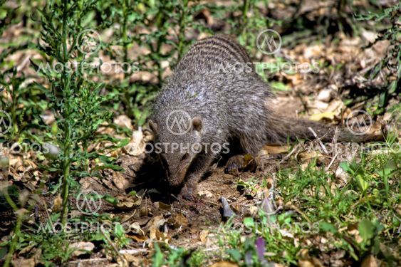 a banded mongoose in etosha national park namibia