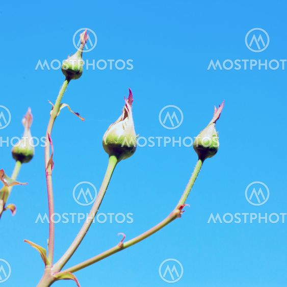 Rosebuds