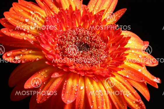 Gerbera on Black