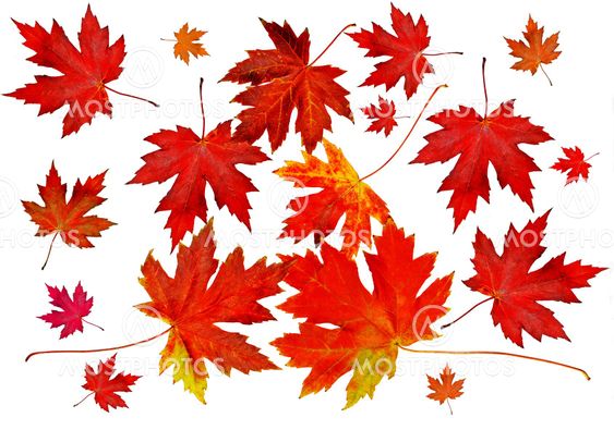 Autumn leaves